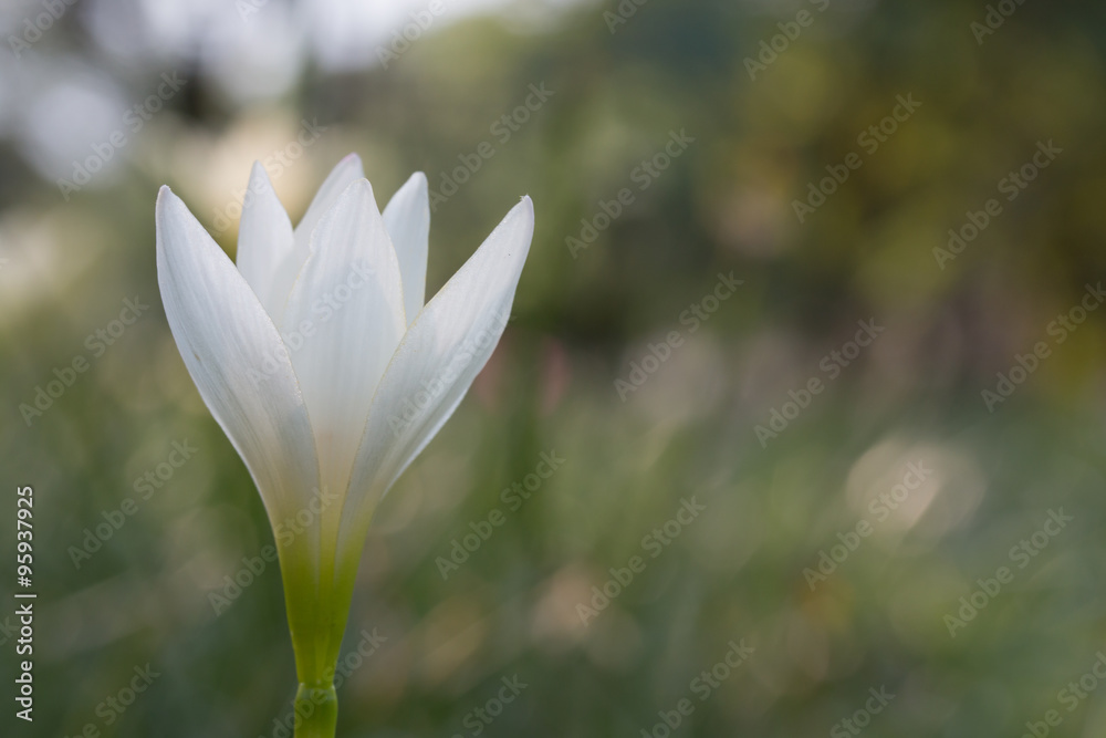 Fototapeta premium White zephyranthes flower (Zephyranthes carinata).