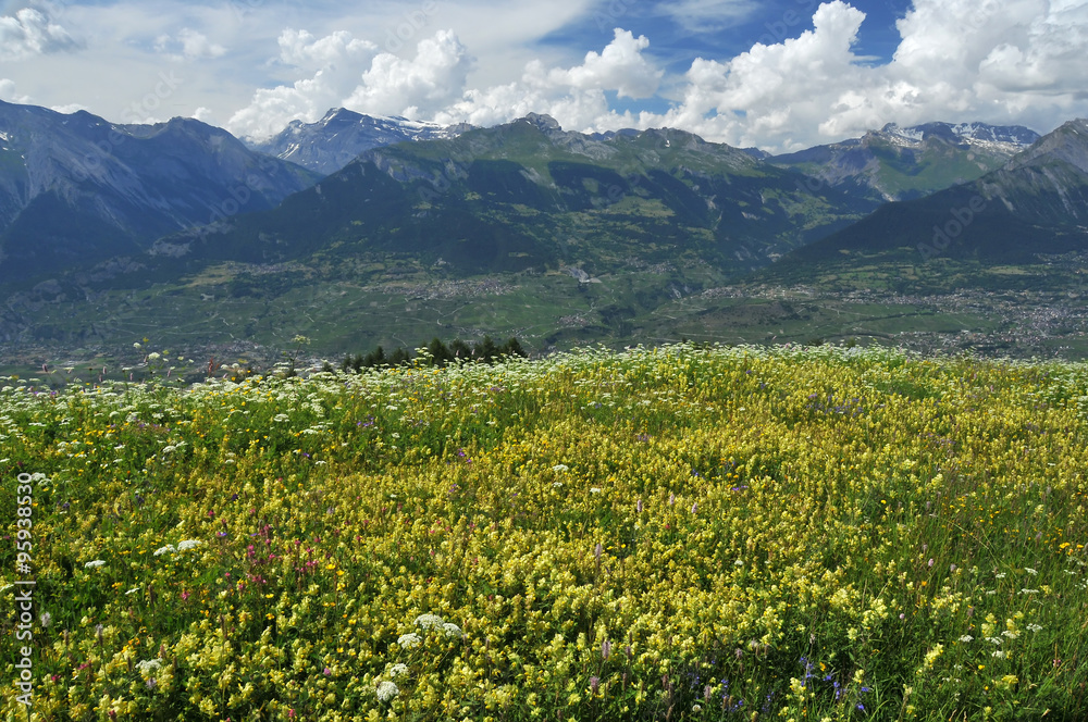 Alpine meadow with flowers in the swiss alps