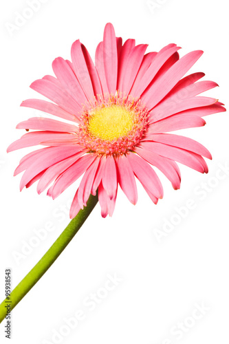 pink daisy isolated