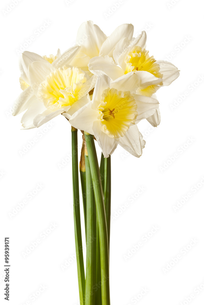 White Spring Daffodil Flower Bunch Isolated on White Background White Spring Daffodil Flower Bunch Isolated on White Background