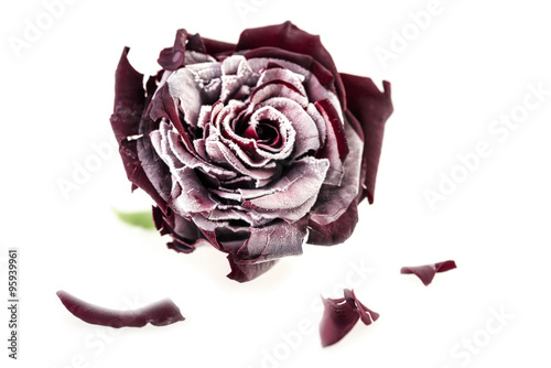 Fototapeta Naklejka Na Ścianę i Meble -  frozen red rose on wthite background