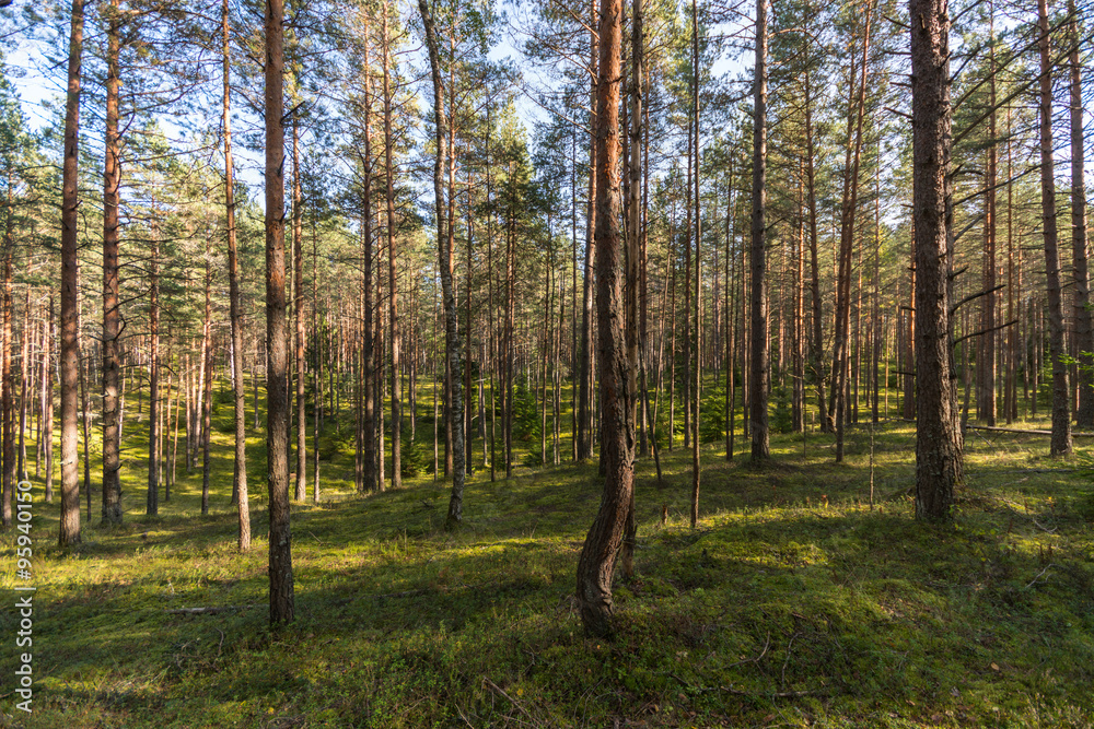 Obraz premium Autumn forest landscape. Colorful season. Curved trees