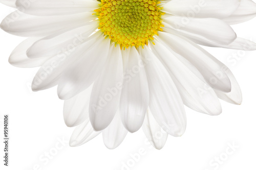 white daisy