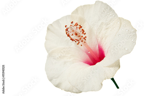 hibiscus flower