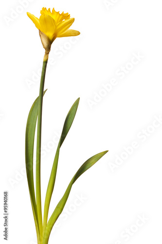 yellow daffodil isolated