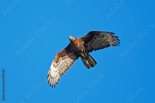 European Honey Buzzard (Pernis apivorus)