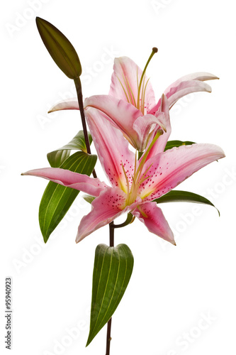 pink lily