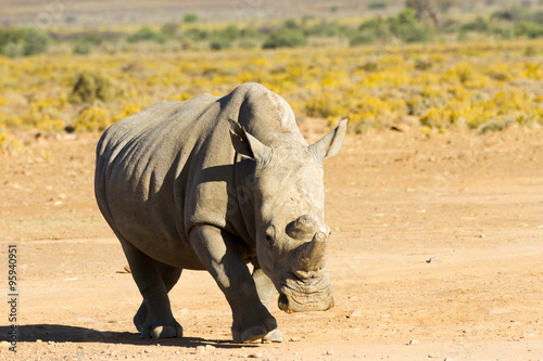 Rhino - ZA © Gieri-Foto