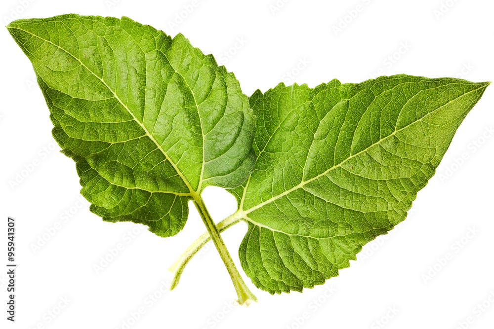 Fototapeta premium sunflower leaves isolated