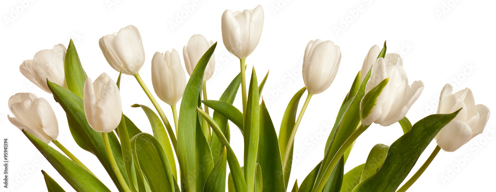 Spring Tulips in white - obrazy, fototapety, plakaty 