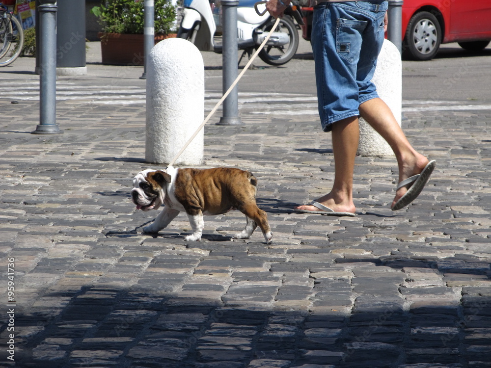 Can Puppies Run On Pavement