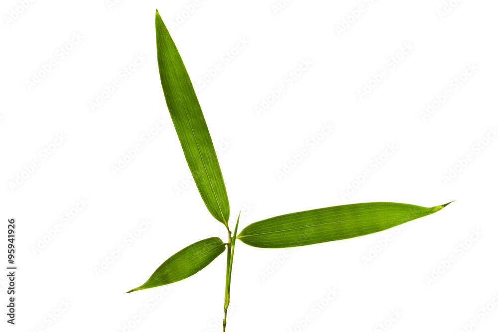 Fototapeta premium Bamboo Isolated on White Background