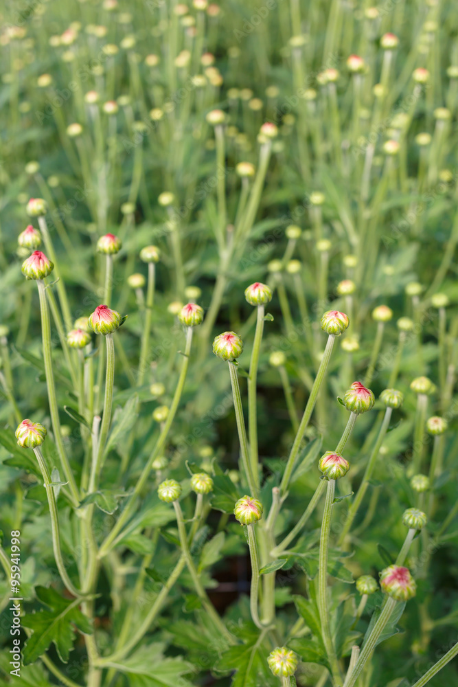 Young flower garden  plant