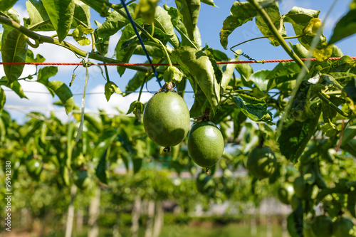 Passion fruits on the vine photo