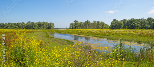 The shore of a lake in summer 