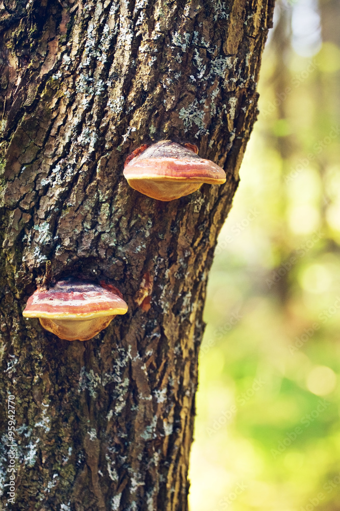 Polypore Mushrooms On Tree Stem Polypore Mushrooms On Tree Stem