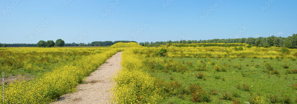 Fototapeta premium Wild flowers in a field in summer 