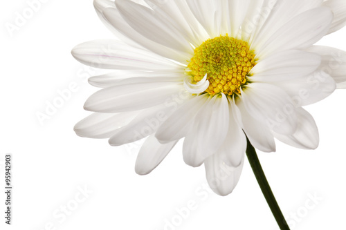 white daisy