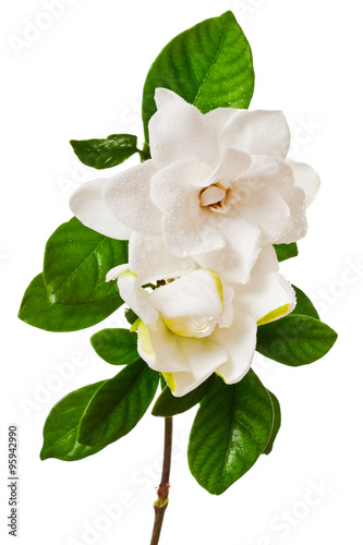 White Gardenia Blossom