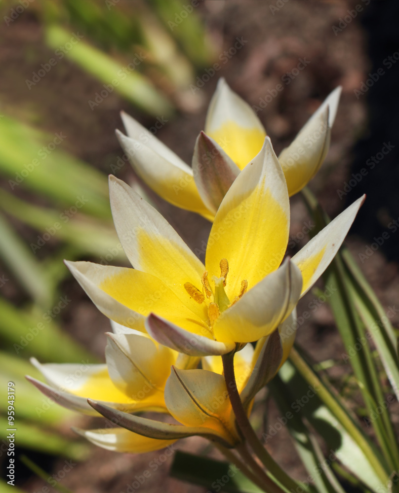 Obraz premium Beautiful spring crocus flowers