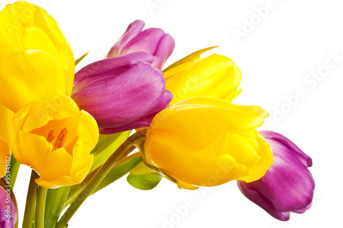 Purple and Yellow Spring Tulips Isolated