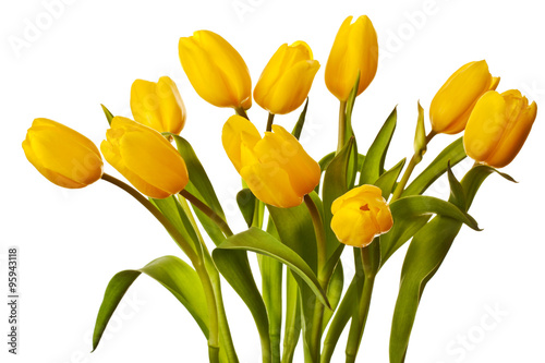 Yellow tulip isolated