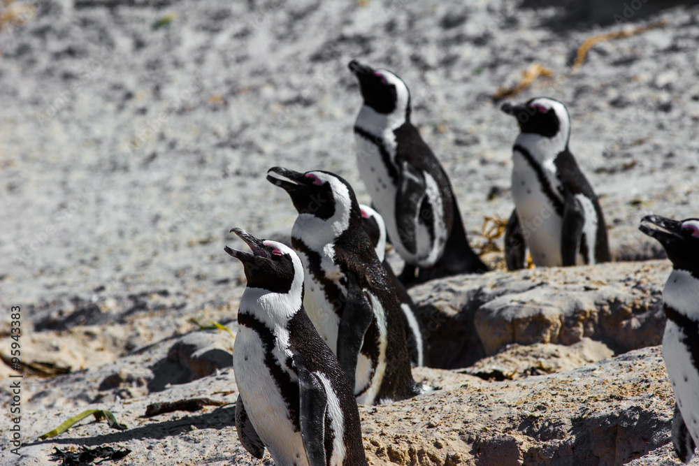 Obraz premium Afrikansiche Pinguie