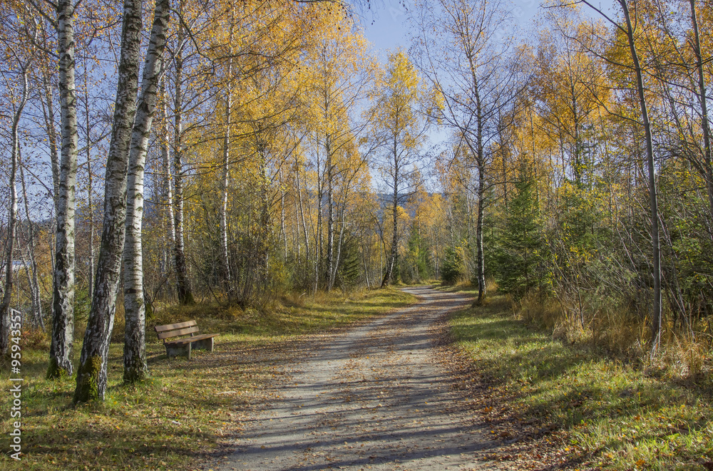 Fototapeta premium Weg im herbstlichen Birkenwald