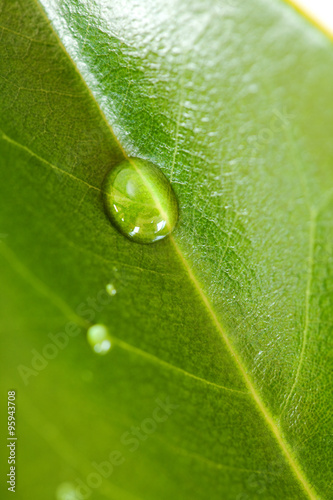 green leave and water droplet background