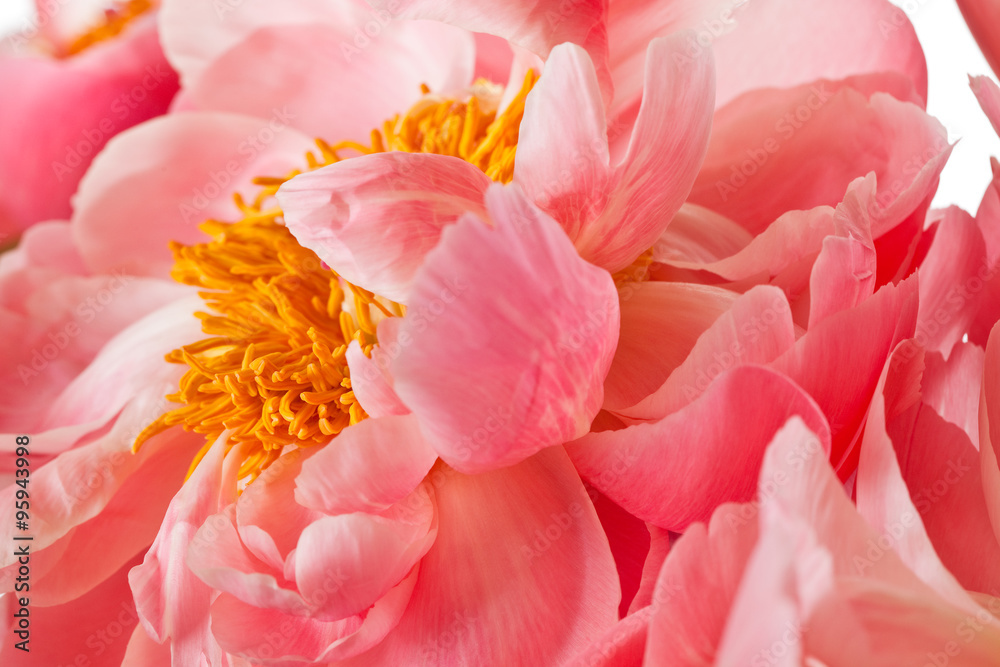 Peony Blossom isolated on a white background Peony Blossom isolated on a white background