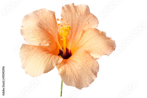 Hibiscus Blossom isolated on a white background © Christine
