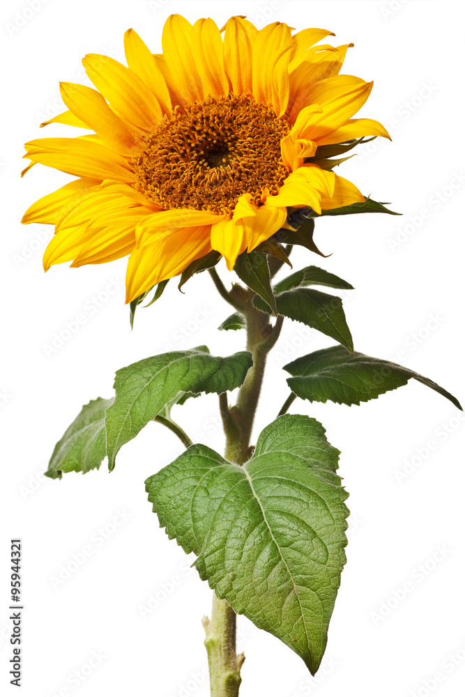 Obraz premium sunflower isolated