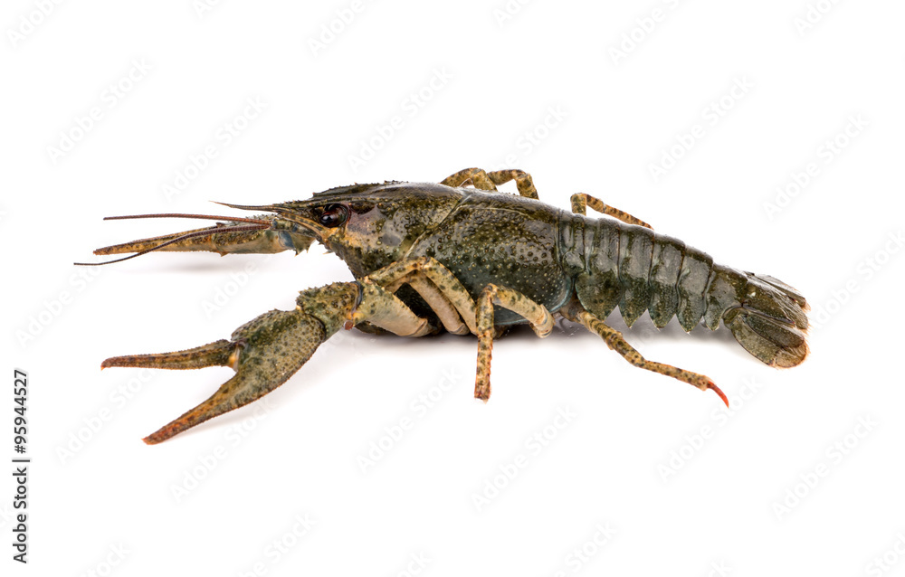 Raw crayfish Raw crayfish