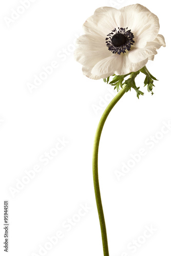 Obraz na płótnie Black and White Anemone Isolated on a White Background