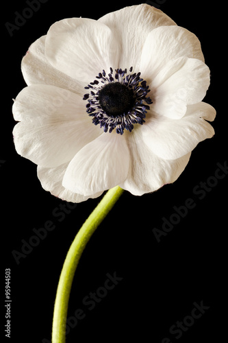 Black and White Anemone Isolated on a Black Background