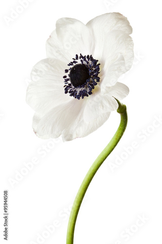 Vászonkép Black and White Anemone Isolated on a White Background