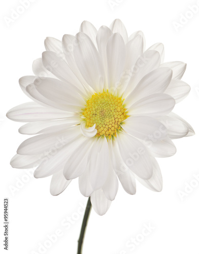 white daisy © Christine