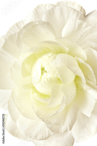 White Ranunculus Isolated on a White Background