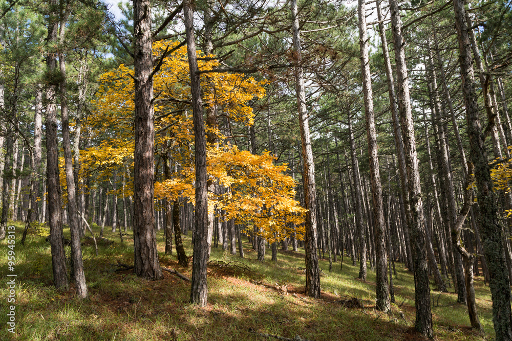 Autumn landscape with bright colorful yellow leaves in Yalta, Ukrania. Autumn landscape with bright colorful yellow leaves in Yalta, Ukrania.
