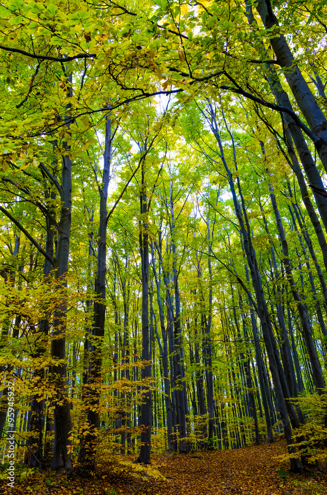 Obraz premium autumn landscape