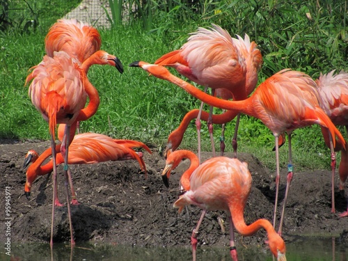 beautiful orange flamingoes on their nests