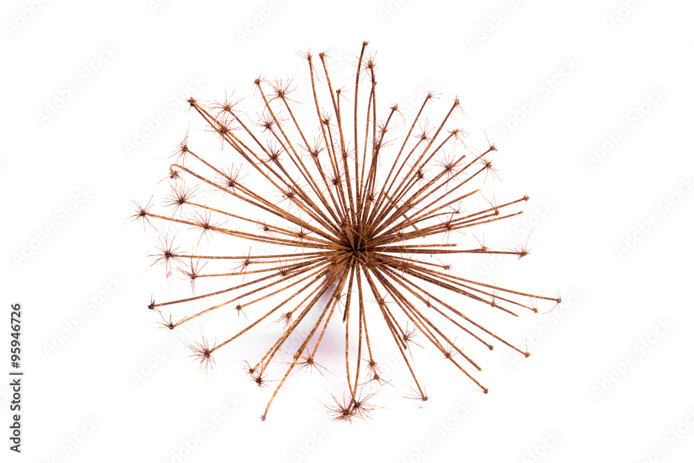 Cow parsnip isolated Cow parsnip isolated