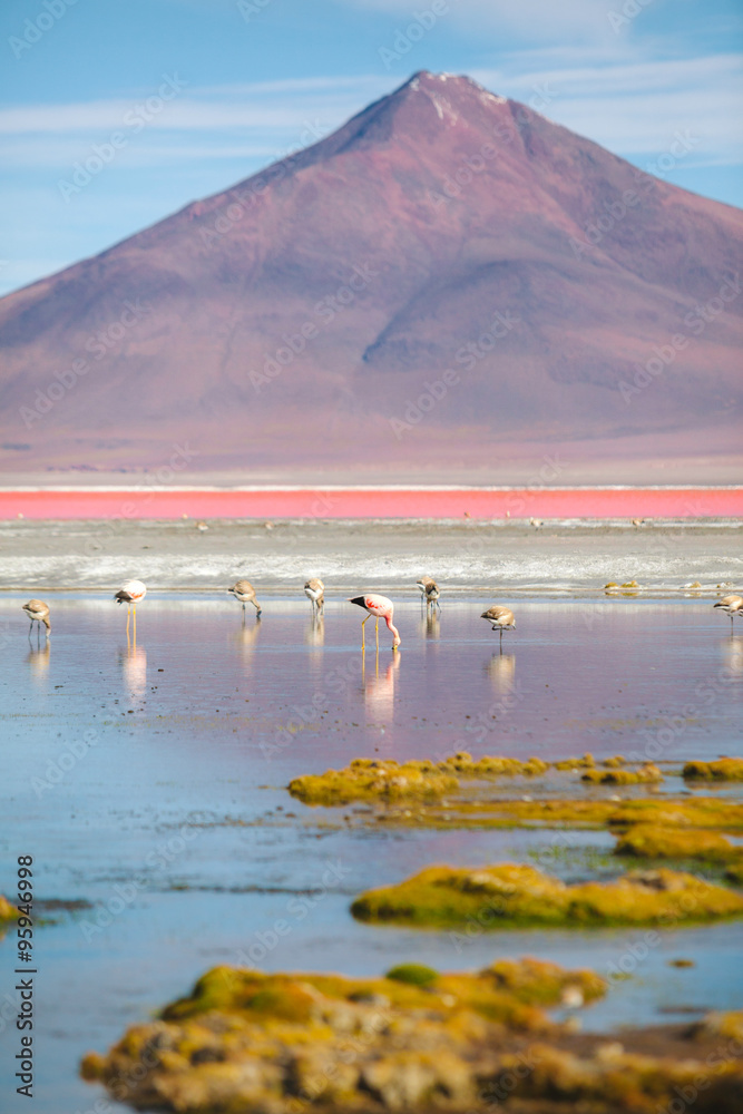 Naklejka premium Flamingos - Laguna Colorada - Bolivia