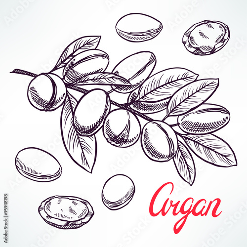 Argan sketch tree branch