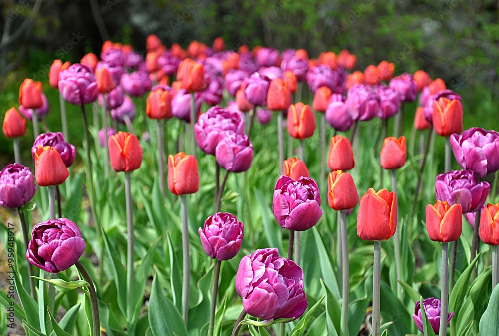 Obraz premium blooming tulips