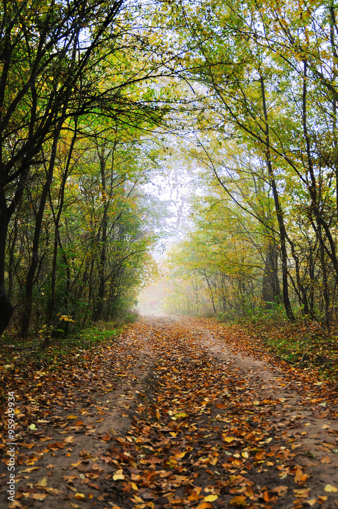 Autumn misty forest road covered with rusty leaves 04