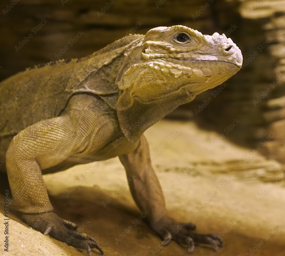 Obraz premium Iguana