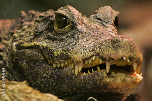 Photography Crocodile