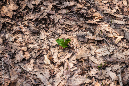 Life among dry leaves