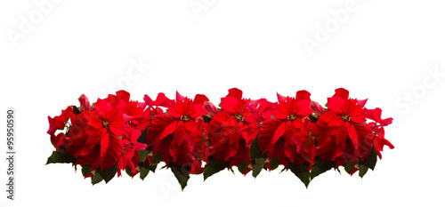 scarlet poinsettia flower or christmas star 